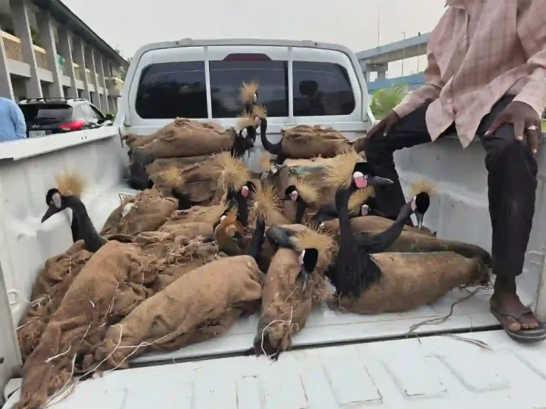 Customs Intercepts Wildlife Trafficking Syndicate in Maiduguri, Seizes Endangered Animals and Contraband Worth ₦12.73m
