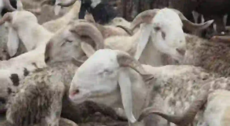 Eid-el-Kabir: Rising Transport Costs May Push Up Slaughter Charges In Dutse Eid-el-Kabir: Rising Transport Costs May Push Up Slaughter Charges In Dutse