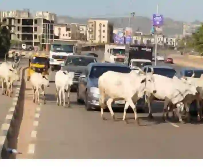 FG Targets End to Open Grazing, Identifies 470 Grazing Reserves for Pastoralists FG Targets End to Open Grazing, Identifies 470 Grazing Reserves for Pastoralists